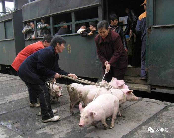 河南生猪价格今日动态更新