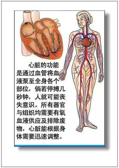 最新人体器官复制器的探索与面临的挑战