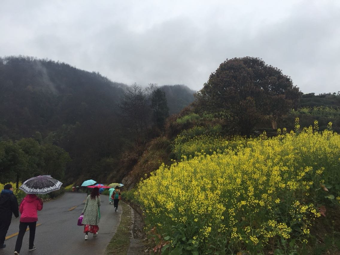 黄竹村最新天气预报通知