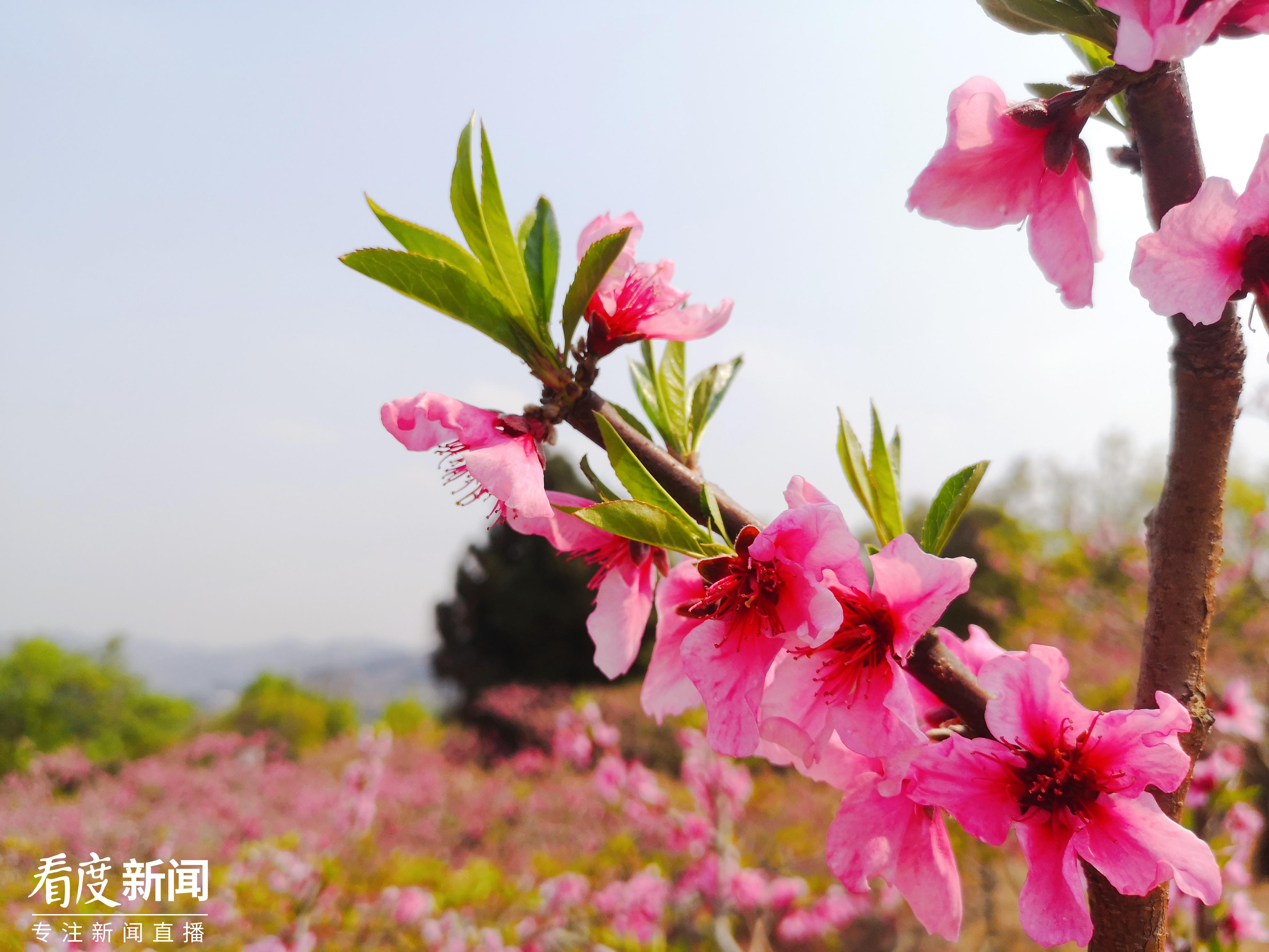 桃花盛开之际，天气预报揭秘美丽与天气的紧密关联