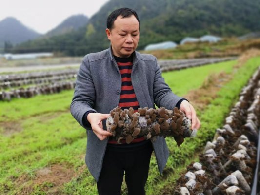 木耳村委会新项目启动，振兴乡村经济，提升村民生活质量行动