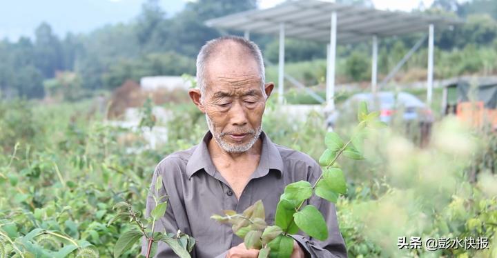 石柳乡最新发展规划概览